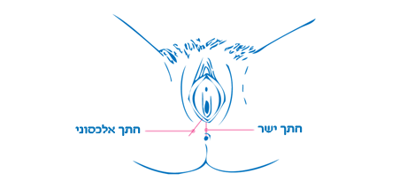 אפיזיוטומי